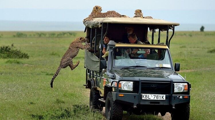 Afrika Safari